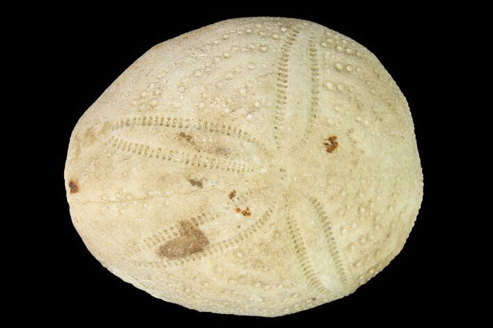 Fossil Sea Urchin (Eupatagus) - Florida #155919